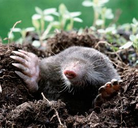 How to get rid of moles