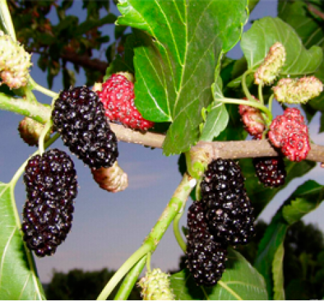 Mulberry decorate your garden