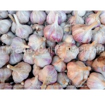 Garlic "Liubasha"