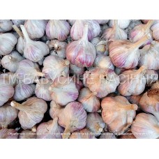Garlic "Liubasha"
