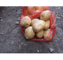 Картопля Бельмонда