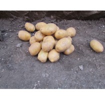 Картопля Арізона