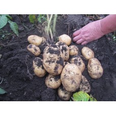 Potato Sample