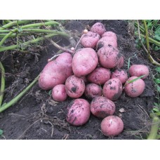 Potatoes Alvar