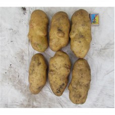 Potatoes Cimeria (elite)