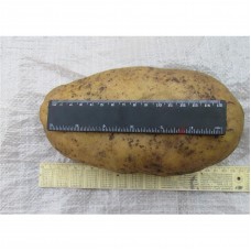 Potatoes lady