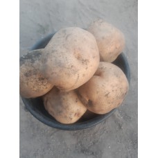 Potatoes Shchedryk